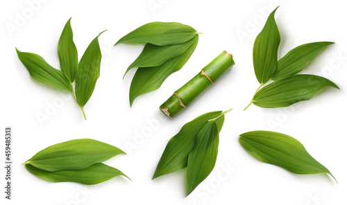 Green bamboo leaves isolated photo