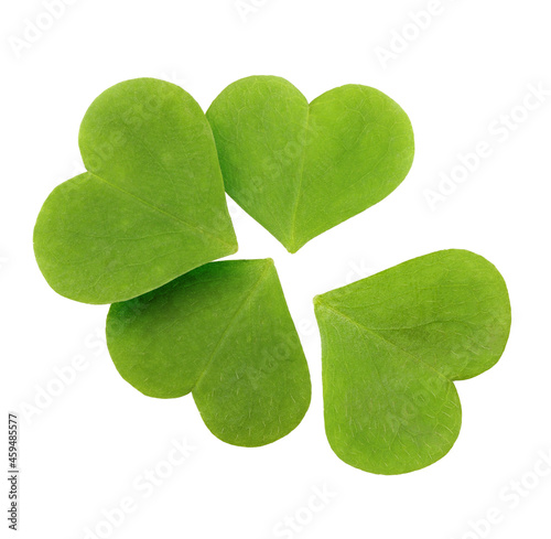 Green clover leaf isolated on white background.