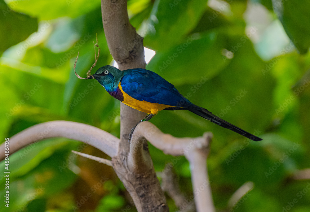 Obraz premium Golden breasted Starling, Cosmopsarus regius, Glossy Starling. Living in Somalia, Ethiopia, Eastern Kenya, Northeast Tanzania.