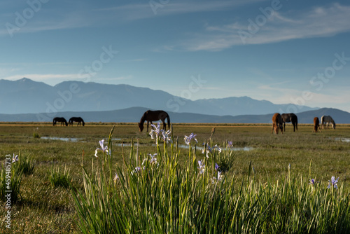 Cuadro en lienzo Mono Lake wild horses grazing in the morning behind the lilies, California, USA,