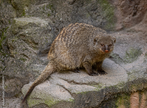 Banded mongoose (Mungos mungo colonus)
