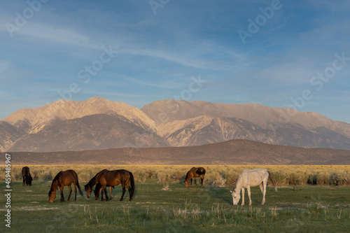 Mono Lake wild horses grazing in the morning in a meadow  with mountains in the background  California  USA  and cloudless blue-sky copy-space 