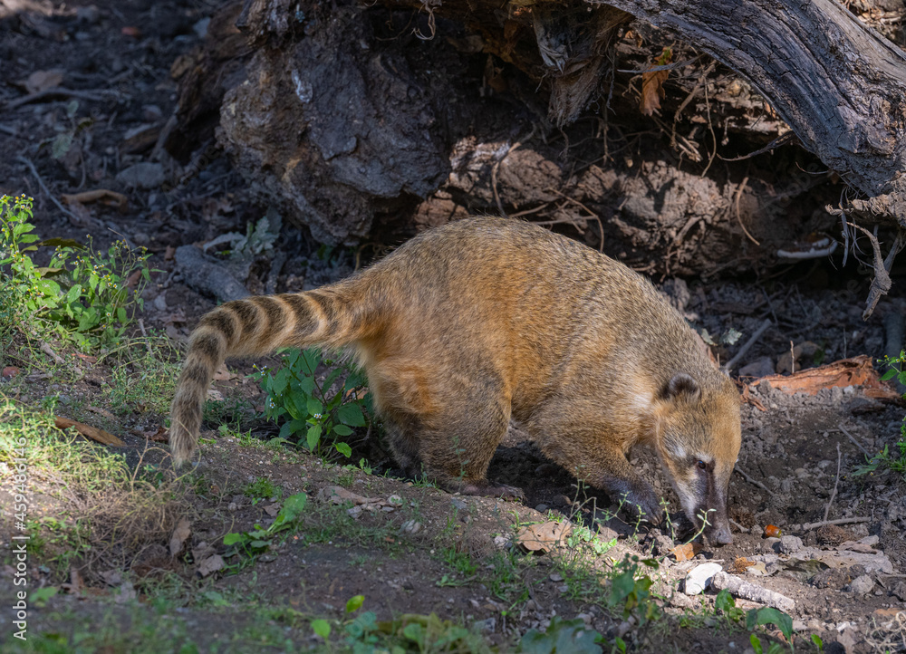 South American coati or ring-tailed coati (Nasua nasua) South American coati or ring-tailed coati (Nasua nasua)