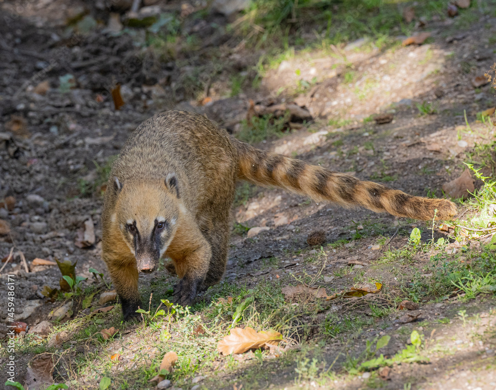 South American coati or ring-tailed coati (Nasua nasua) South American coati or ring-tailed coati (Nasua nasua)