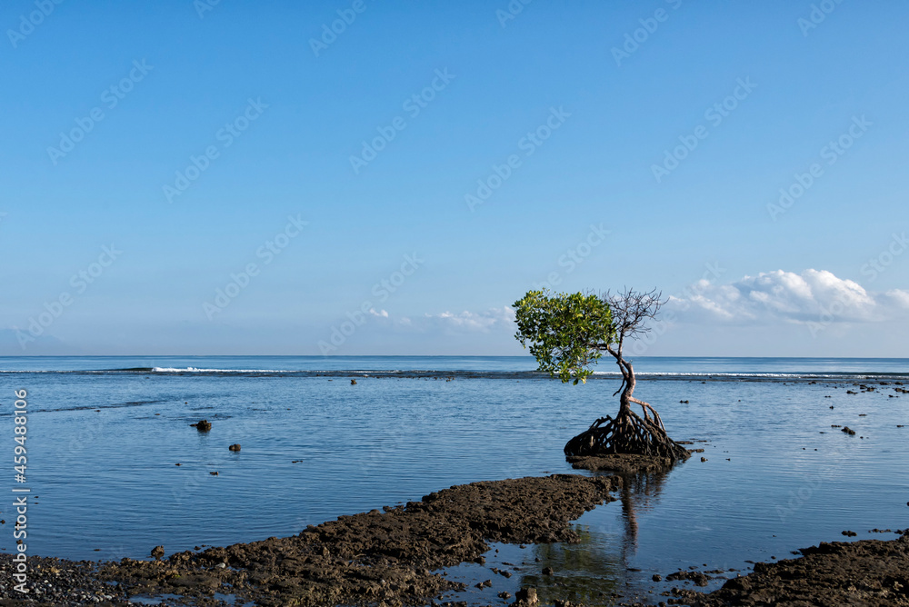 Mangrove tree on the beach in Bali