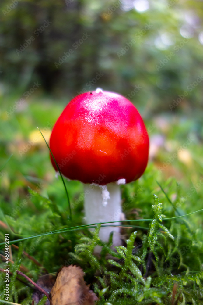 Red toadstool growing on moss in the forest Red toadstool growing on moss in the forest
