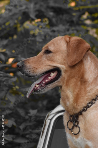 golden retriever dog © Arpita