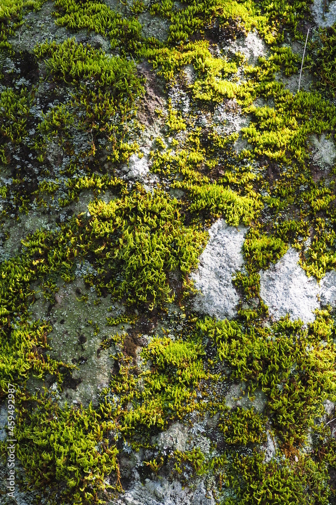 苔が生える岩壁に映る木漏れ日 苔が生える岩壁に映る木漏れ日
