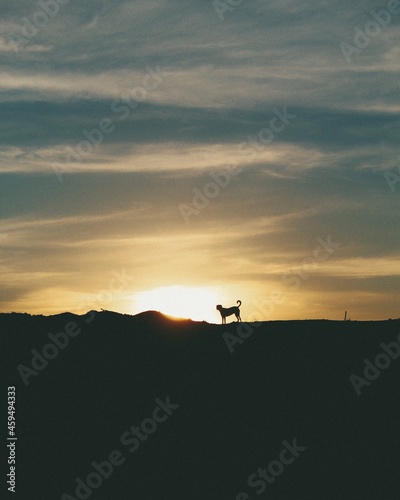 silhouette of a dog on the sunset
