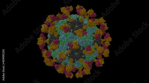 Foot and mouth disease virus (blue and green) bound to the single chain fragment antibody R50 (magenta and orange), animated 3D cartoon and Gaussian surface model, PDB 7d3f, black background photo