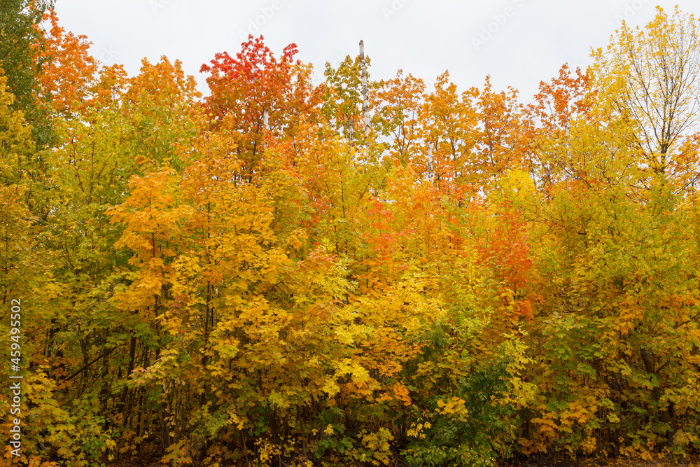 Fototapeta premium Autumn landscape. The sunlight falls on a red-yellow-green grove of trees and shimmers with gold. Beautiful autumn. Colors of autumn. Gray sky.