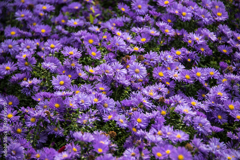 Obraz premium Astern im Botanischen Garten