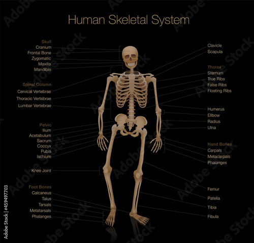 Skeleton anatomy - human skeletal system chart - labeled with most important bones like skull, spinal column, pelvic, thorax, ribs, sternum, hand and foot bones, clavicle, scapula. Black background.
