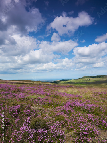 Sunlit heather-covered moorland on rolling hills  leading to a hillside farmhouse  circled by cloud shadows from the fluffy cumulus in a deep blue sky.