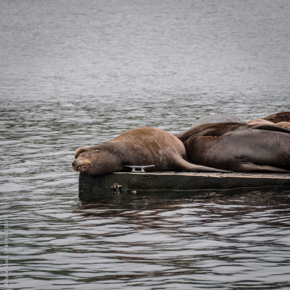 Fototapeta premium sea lion sleeping