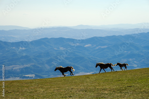 Wild horses running in the meadow of the Monte Cucco Park, Umbria, Italy © Massimo Rivenci