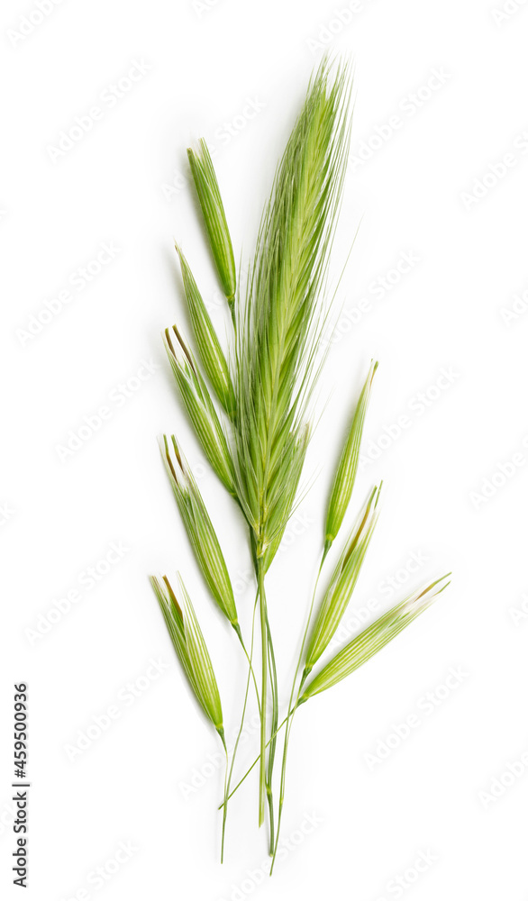 Fresh green ears of wheat isolated on white background, oat seeds closeup