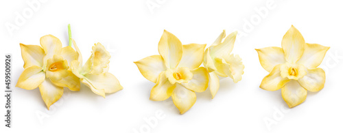 Vanilla orchid on white flaxen background, vanilla flowers set, closeup.