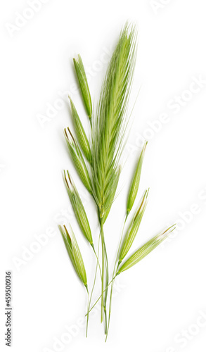Fresh green ears of wheat isolated on white background  oat seeds closeup