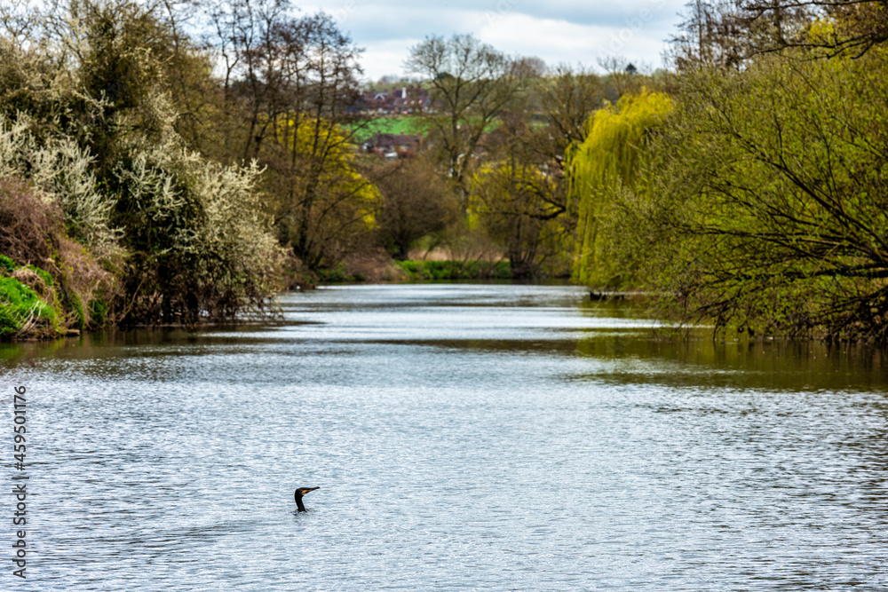 A Cormorant just coming up from a dive in the River Medway near Maidstone in Kent, England. Shallow depth of field A Cormorant just coming up from a dive in the River Medway near Maidstone in Kent, England. Shallow depth of field