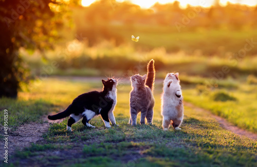 three funny cats jump for a butterfly on a summer sunny lawn