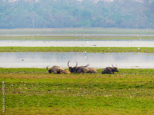 A group of Water Buffalo lazing on the shoreline of a lake in Kaziranga National Park in Assam, India
