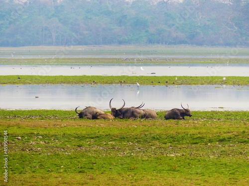 A group of Water Buffalo lazing on the shoreline of a lake in Kaziranga National Park in Assam, India photo