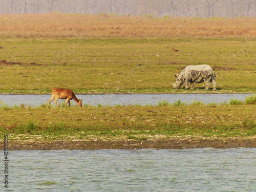 A Swamp Deer and an Indian One-horned Rhinoceros graze alongside a marshy area of Kaziranga National Park in Assam, India. © Wayne Jones