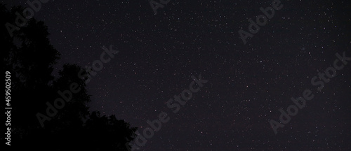 Stars with dark trees for a background