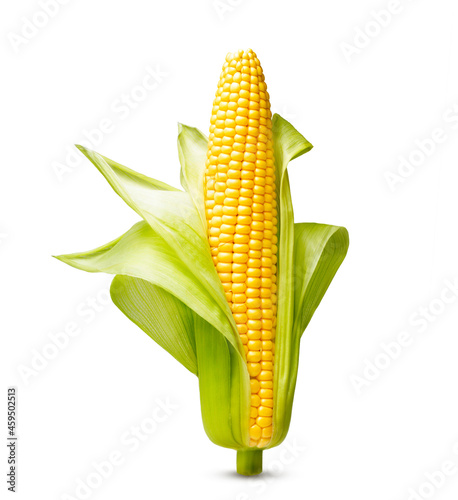 Ear of corn isolated on a white background. Fresh corncob. photo