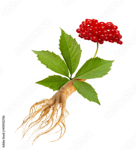 Ginseng plant isolated on white background. Medical wild ginseng root. photo