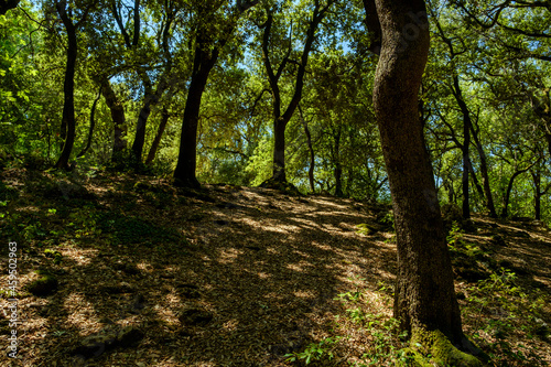 Photography Holm oak in the Sacred Wood of Monteluco, Spoleto, Umbria, Italy