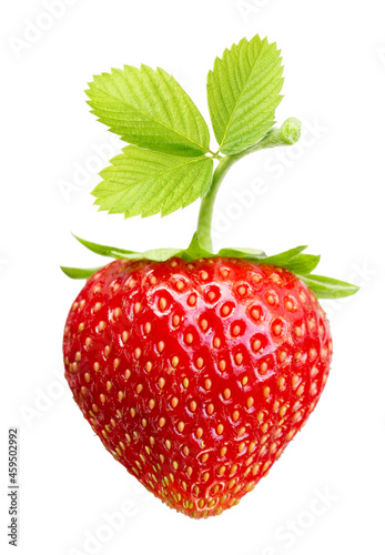 Close-up berry on white background. Perfect strawberry with leaf isolated.