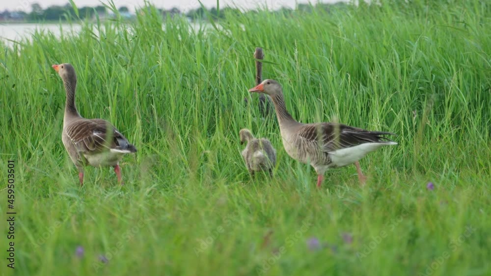Family of geese walks in the bushes by the sea. Family of geese walks in the bushes by the sea.