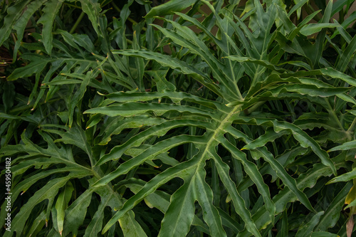 Detalhe de folha de guaimbe philodendron bipinnatifidum em dia de sol 