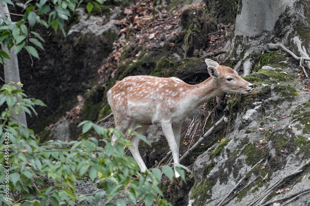 Doe at grazing in the woodland (Dama dama) Doe at grazing in the woodland (Dama dama)