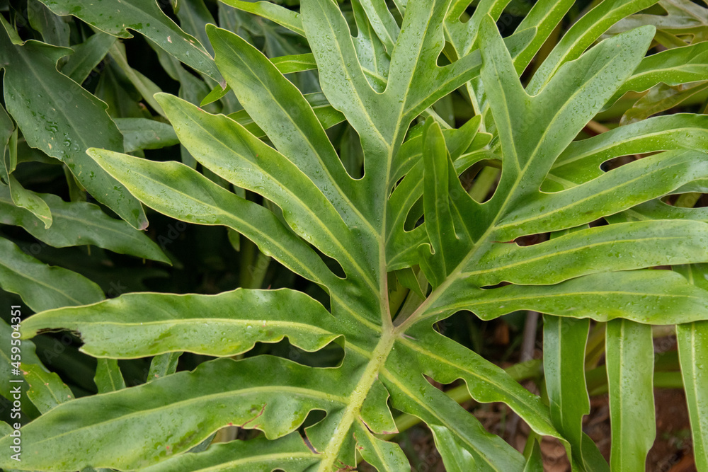 Obraz premium Detalhe de folha de guaimbe philodendron bipinnatifidum em dia de sol 