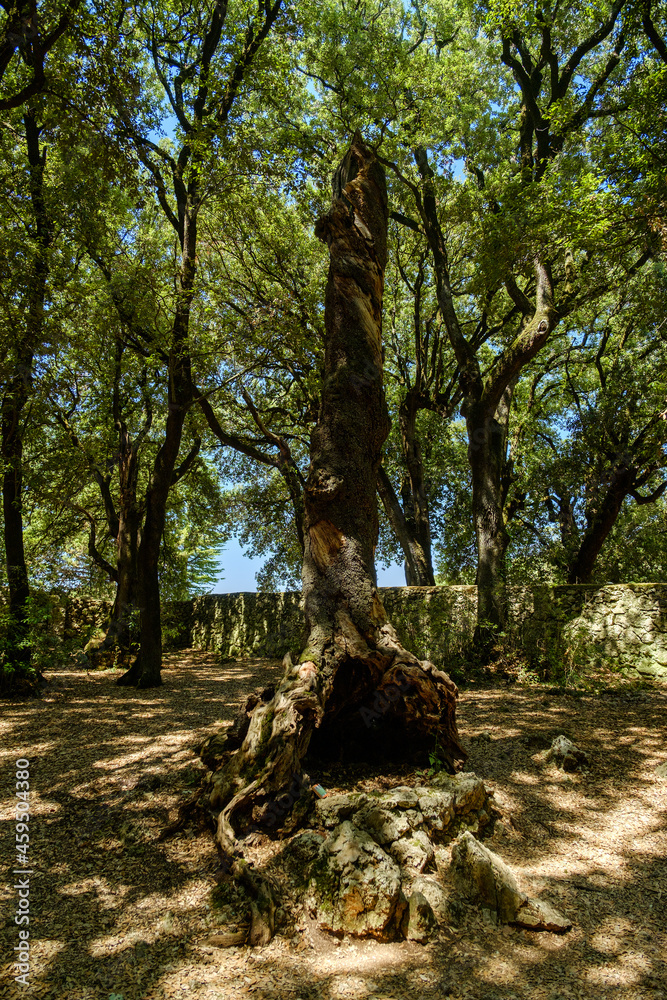 Holm oak in the Sacred Wood of Monteluco, Spoleto, Umbria, Italy Holm oak in the Sacred Wood of Monteluco, Spoleto, Umbria, Italy