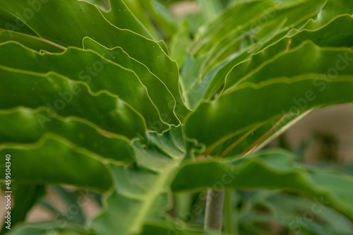 Detalhe de folha de guaimbe philodendron bipinnatifidum em dia de sol  photo