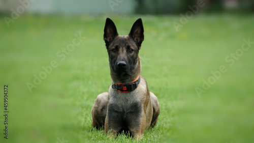 Malinois