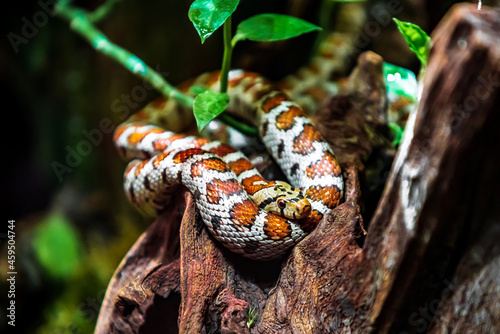 snake on a branch. Exotic Reptile