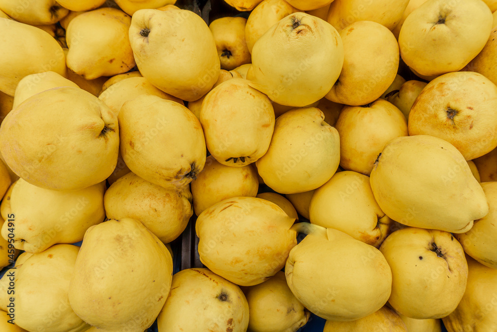 Harvest ripe quinces collected in boxes Harvest ripe quinces collected in boxes