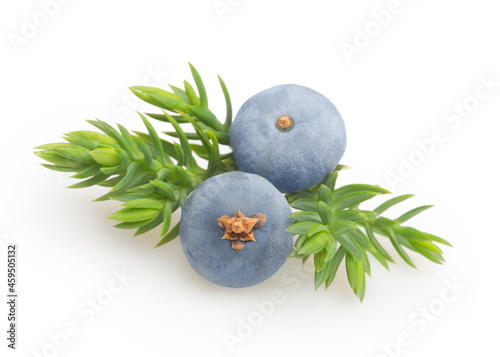 Juniper berries isolated on white background. photo