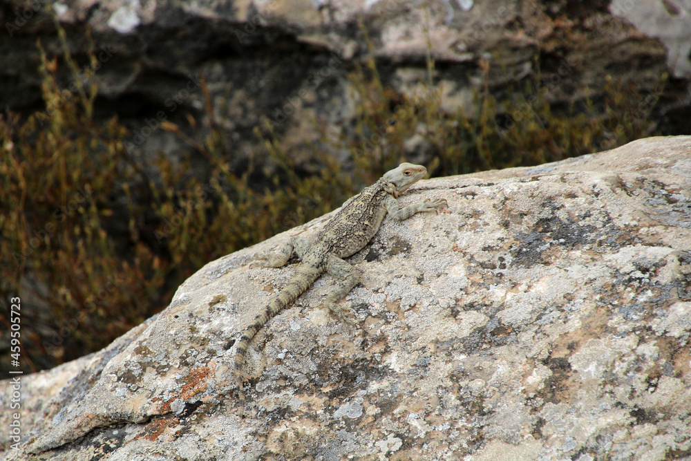 Caucasian agama on a stone, Azerbaijan Caucasian agama on a stone, Azerbaijan
