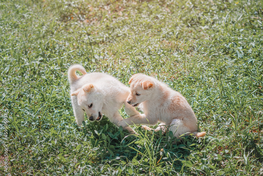 Two cute white fluffy puppies are playing and fighting on the green grass in the park. Two cute white fluffy puppies are playing and fighting on the green grass in the park.