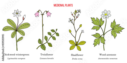 Set of medicinal plants. Hand drawn vector photo