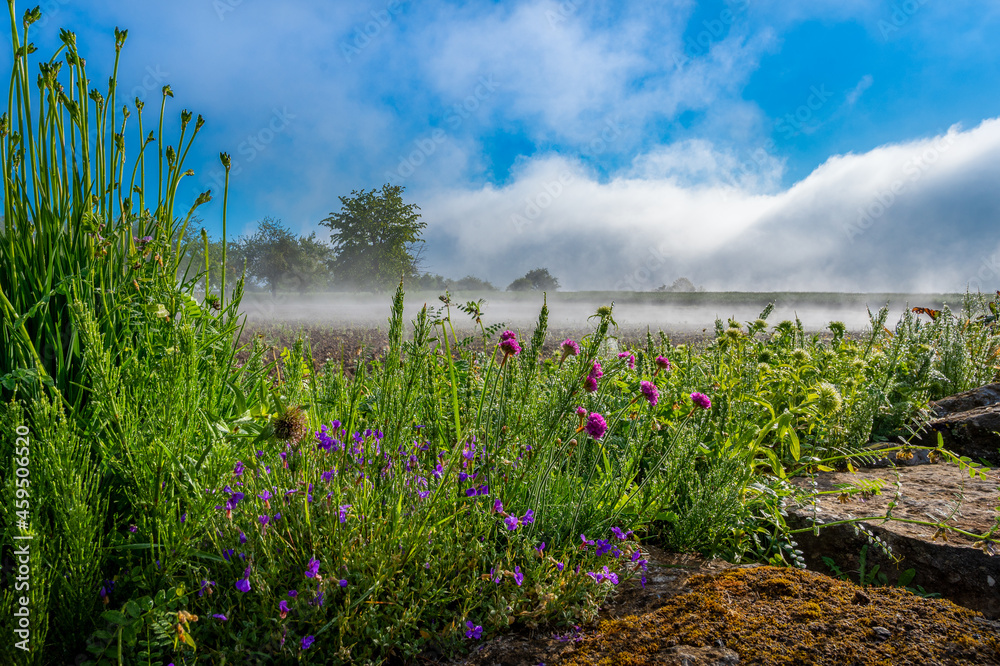 Fototapeta premium Nebel Morgen Blumen Natur