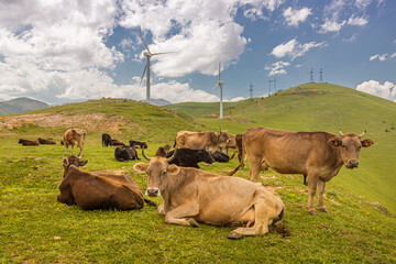 A herd of cows graze on a farm against the background of modern wind turbines. The concept of carbon dioxide and methane release and climate warming