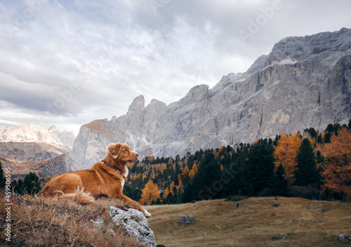 dog in the autumn mountains . Nova Scotia Duck Tolling Retriever in dolomites Alps. Italian landscape.  © annaav