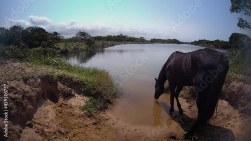 Cavalo bebendo água na represa photo